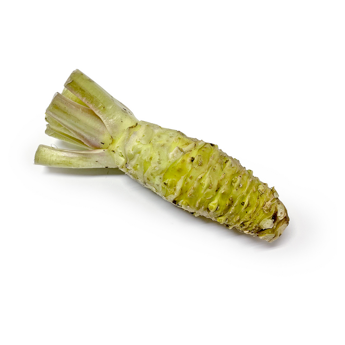 生わさび　大小混合　1kg分 大きさ　重さにばらつきあり　28日(金)発送 wasabi_022.jpg