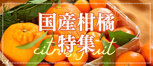 国産柑橘特集