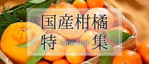 国産柑橘特集