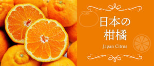 にほんの柑橘特集
