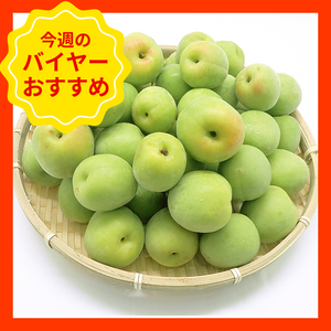 【6/7からおすすめ商品】南高梅　2Lサイズ　約1kg　和歌山県産