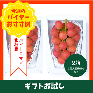 【9/6からおすすめ商品】ルビーロマン　化粧箱　2箱(1房約500g×2箱)　石川県産〈ギフトお試し〉