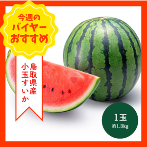 【9/6からおすすめ商品】小玉西瓜　1玉(約1.3kg)　鳥取県産