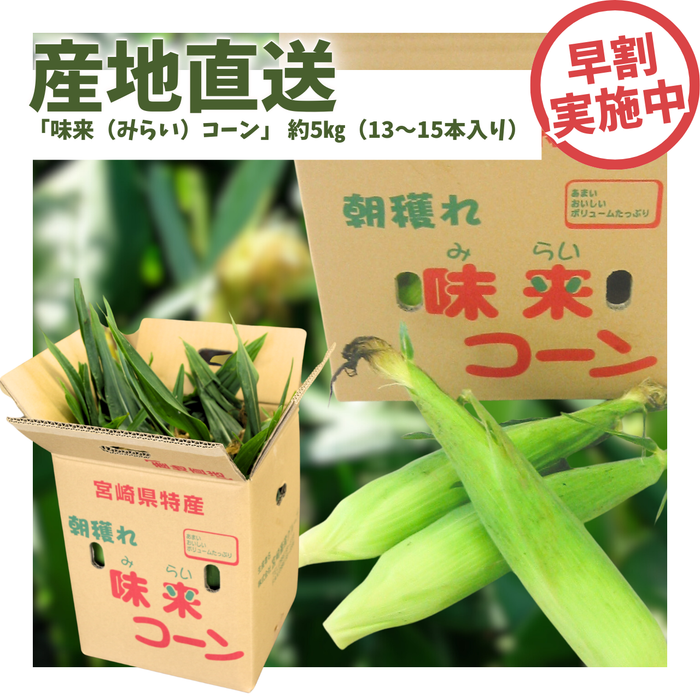 【早割】〈産地直送〉宮崎県都城市産 近間さんが作った朝穫れ「味来（みらい）コーン」 約5㎏（13～15本入り）