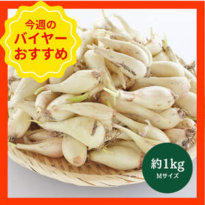 【5/29からおすすめ商品】鳥取県産　らっきょう　Mサイズ　約1kg