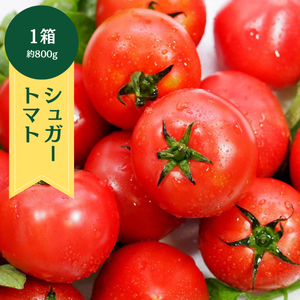 高知県産　シュガートマト　1箱(約800g)