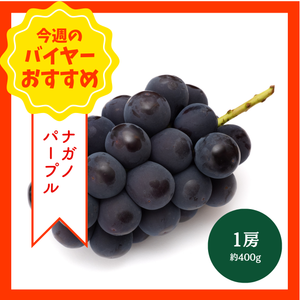 【8/30からおすすめ商品】ナガノパープル　1房(約400g)　長野県産