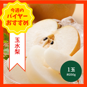 【8/2からおすすめ商品】玉水梨　1玉(約250g)　福岡県産