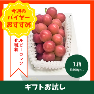 【9/6からおすすめ商品】ルビーロマン　化粧箱　1房入り(約500g)　石川県産〈ギフトお試し〉