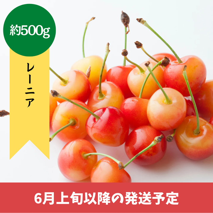 【予約販売】〈ギフト〉レーニア　約500g【6月以降発送予定】
