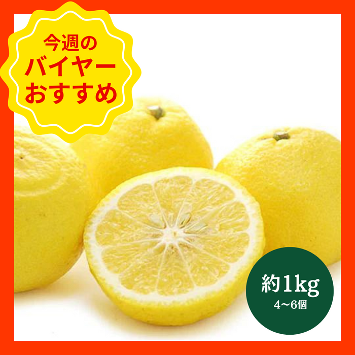 【3/22からおすすめ商品】はるか　約1kg(4～6個)　広島県産他