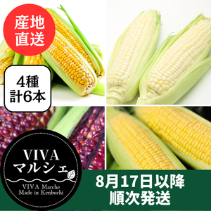 とうもろこし 4色セット6本セット
（ドルチェドリーム・ゴールドラッシュ・ホイップコーン・大和ルージュ）
北海道剣淵町産【産地直送】
