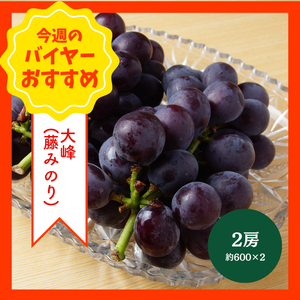 【8/2からおすすめ商品】大峰(藤みのり)　2房(約600g×2)　山梨県産