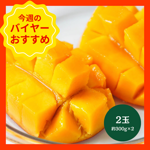 【7/12からおすすめ商品】国産マンゴー　2玉(約300g×2)　沖縄県産