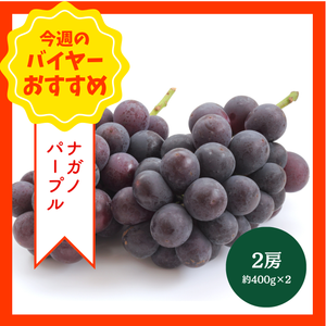 【8/30からおすすめ商品】ナガノパープル　2房(約400g×2)　長野県産