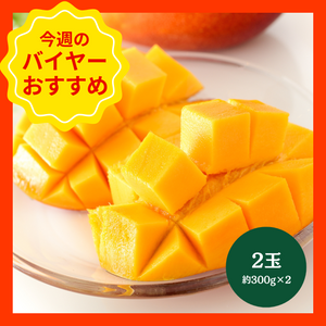 【7/12からおすすめ商品】完熟マンゴー　2玉(約300g×2)　宮崎県産