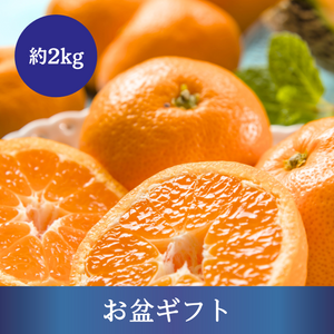 〈お盆ギフト〉
愛知県産 蒲郡温室みかん 約2kg