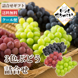 〈ギフト〉3色ぶどう詰合せギフト【敬老の日】
