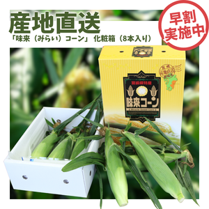 【早割】〈産地直送〉宮崎県都城市産 近間さんが作った朝穫れ「味来（みらい）コーン」 化粧箱（8本入り）
