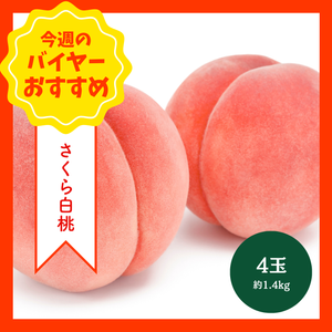 【9/13からおすすめ商品】■糖度15度以上■さくら白桃　4玉(約1.4kg)　福島県産