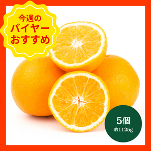 【4/19からおすすめ商品】大玉ネーブルオレンジ　5個(約1125g)　アメリカ産