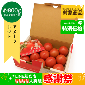 【LINE友だち限定】静岡県・長野県産 アメーラトマト　1箱（約800g）サイズおまかせ〈LINE感謝祭〉