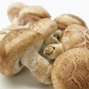 岩手県産他　菌床生椎茸　約1kg