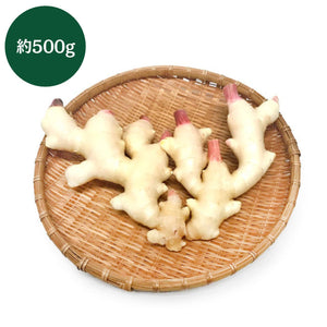 高知県産 
新生姜 約500g