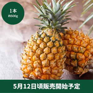 ◆5月12日頃販売開始予定◆
沖縄県産 
ボゴールパイン  
1本（約500g）