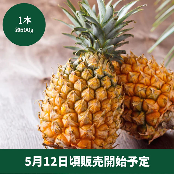 ◆5月12日頃販売開始予定◆
沖縄県産 
ボゴールパイン  
1本（約500g）