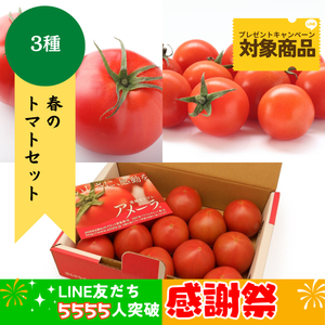 春のトマトセット〈LINE感謝祭〉