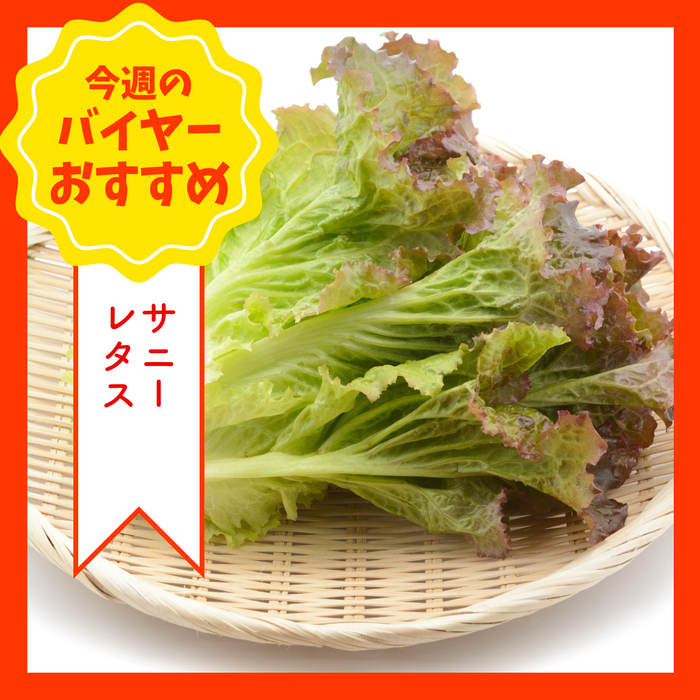 【9/13からおすすめ商品】サニーレタス　1個　長野県産