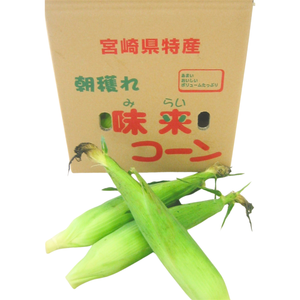 【早割】〈産地直送〉宮崎県都城市産 近間さんが作った朝穫れ「味来（みらい）コーン」 約5㎏（13～15本入り）