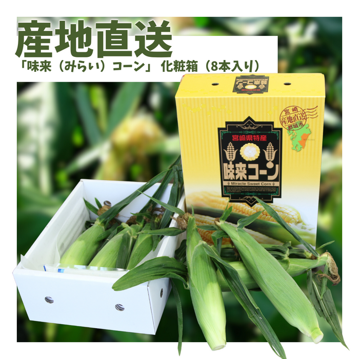 〈産地直送〉宮崎県都城市産 近間さんが作った朝穫れ「味来（みらい）コーン」 化粧箱（8本入り）