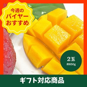 【7/12からおすすめ商品】高糖度マンゴー　2玉(約650g)　沖縄県産■糖度15度以上保証〈ギフト〉
