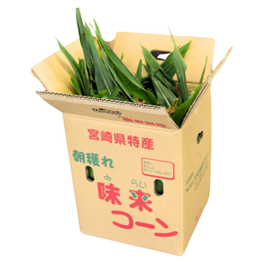 【早割】〈産地直送〉宮崎県都城市産 近間さんが作った朝穫れ「味来（みらい）コーン」 約5㎏（13～15本入り）