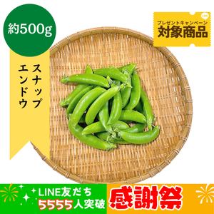 愛知県産他 スナップエンドウ　約500g〈LINE感謝祭〉