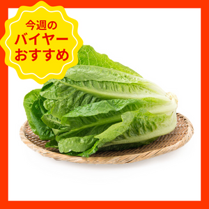 【4/26からおすすめ商品】ロメインレタス　1袋　香川県産他