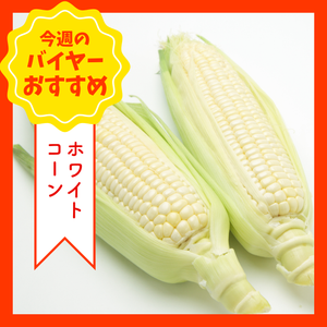 スポット202507ホワイトコーン2L1本