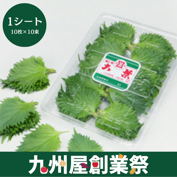 ＜九州屋創業祭＞愛知県産他　大葉　1パック（10枚×10束）