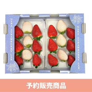 〈ギフト〉奈良県産 紅白苺 2パック （約250g×2、産地箱）【予約販売】