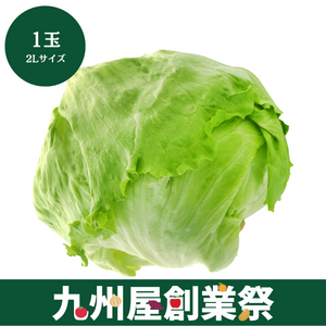 ＜九州屋創業祭＞兵庫県産他　レタス　2Lサイズ　1玉