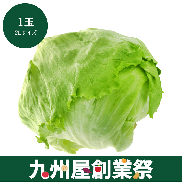 ＜九州屋創業祭＞兵庫県産他　レタス　2Lサイズ　1玉