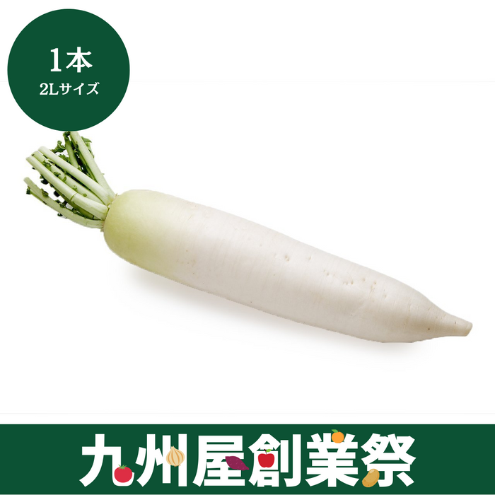 ＜九州屋創業祭＞千葉県産他　だいこん　2Lサイズ　1本