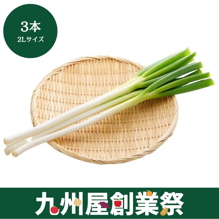 ＜九州屋創業祭＞栃木県産他　長ねぎ　2Lサイズ　3本
