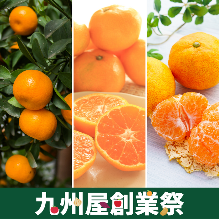 ＜九州屋創業祭＞【みかん3種食べ比べセット】