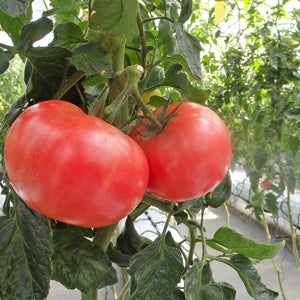 明野ファームトマト定期便6ヶ月約2㎏10~14個定期便 ボーナスあり