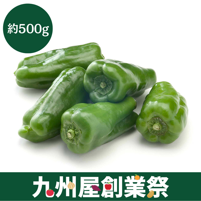 ＜九州屋創業祭＞宮崎県産他　ピーマン　ALサイズ　大袋1袋（約500g）