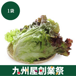 ＜九州屋創業祭＞茨城県産他　サニーレタス　Lサイズ　1袋
