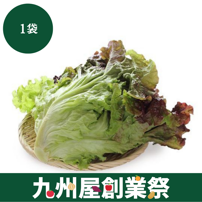 ＜九州屋創業祭＞茨城県産他　サニーレタス　Lサイズ　1袋